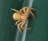 Xysticus sp.